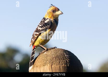 Haubenbarbet (Trachyphonus vaillantii) Limpopo, Südafrika, thront auf Zaunpfosten in der Abenddämmerung Stockfoto