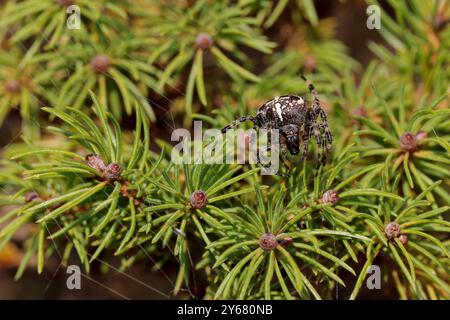 Gartenspinne Araneus diadematus, auf kleinem Topfkiefer dunkelbraun und schwarz mit weißen Markierungen auf der Rückseite, die kreuzförmig im Spätsommer UK ähneln Stockfoto