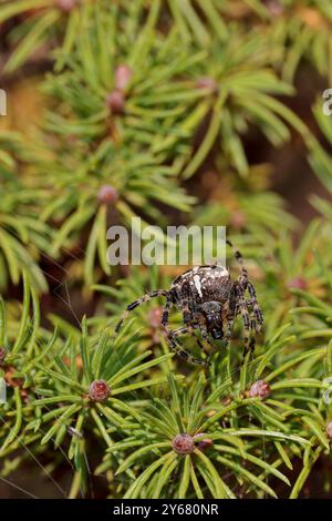 Gartenspinne Araneus diadematus, auf kleinem Topfkiefer dunkelbraun und schwarz mit weißen Markierungen auf der Rückseite, die kreuzförmig im Spätsommer UK ähneln Stockfoto