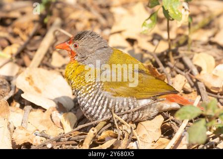 Grün-geflügelte Pytilia (Pytilia melba) alias Melba Finch Limpopo, Südafrika Stockfoto