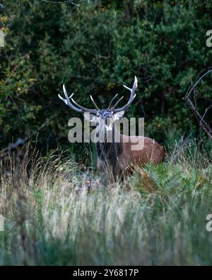 Majestätischer Rothirsch (Cervus elaphus), der während der Brunstsaison im Wildwald brüllt. Der Hirsch steht in hohem Gras, umgeben von üppig grünen Bäumen Stockfoto