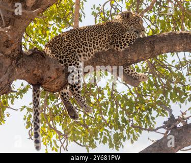 Afrikanischer Leopard (Panthera pardus), schlafend in einem Baum im Sunrise Kruger National Park, Südafrika Stockfoto