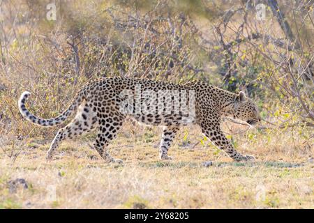 Afrikanischer Leopard (Panthera pardus), Jagd in Savannenwäldern bei Sonnenaufgang, Kruger-Nationalpark, Südafrika Stockfoto