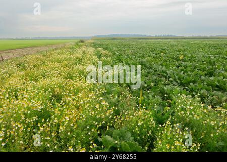 Kamille auf einem Feld mit Zuckerrüben Stockfoto