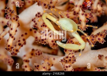 Indonesien, Raja Ampat, gekrönte Korallenkrabbe (Quadrella coronata) Stockfoto