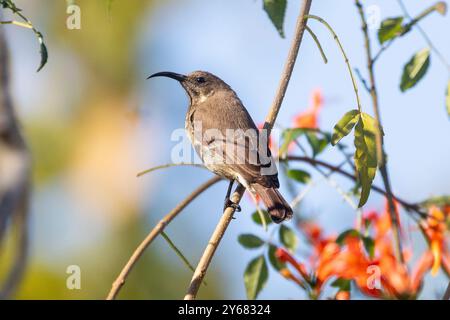 Scarlet-breasted Sunbird oder Scarlet-Chest Sunbird female (Chalcomitra senegalensis) auf Tecoma, Limpopo, Südafrika Stockfoto