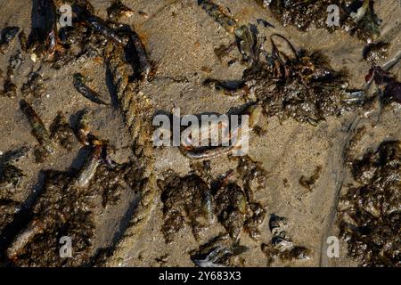 Hafenbett bei Ebbe, Ilfracombe, Devon. Muster, die von den Seilen und Ketten im Schlamm erzeugt werden Stockfoto