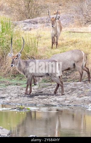 Gewöhnliche Wasserbock-Männchen (Kobus ellipsiprymnus) am Ufer, Kruger-Nationalpark, Südafrika, die zum Trinken herunterkommen Stockfoto