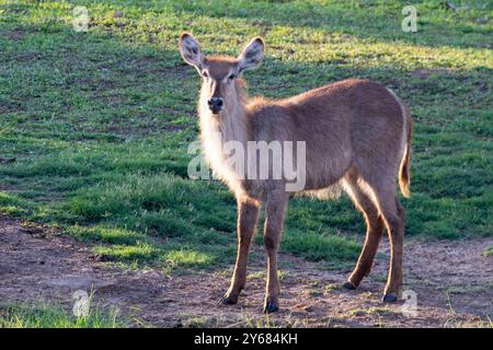 Common Waterbuck (Kobus ellipsiprymnus) weiblich beleuchtet bei Sonnenuntergang, Kruger-Nationalpark, Südafrika Stockfoto