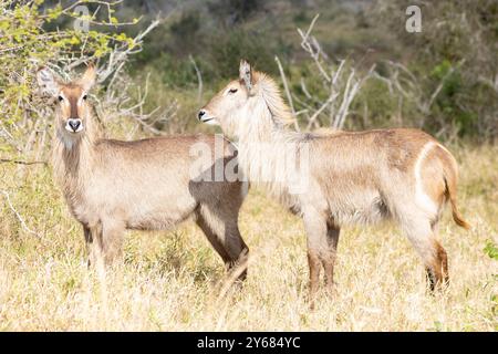 Wasserbock (Kobus ellipsiprymnus) Weibchen in der Grasland Savanne Kruger National Park, Südafrika bei Sonnenuntergang Stockfoto