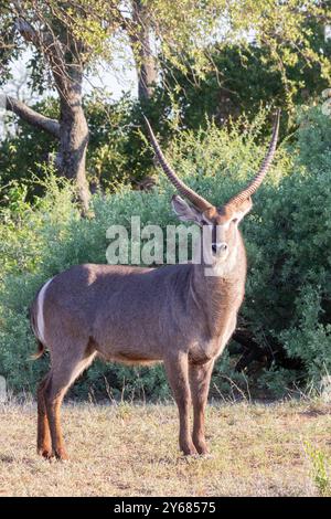 Gemeiner Wasserbock (Kobus ellipsiprymnus) erwachsener Mann in der Waldrasen-Savanne Kruger National Park, Südafrika Stockfoto