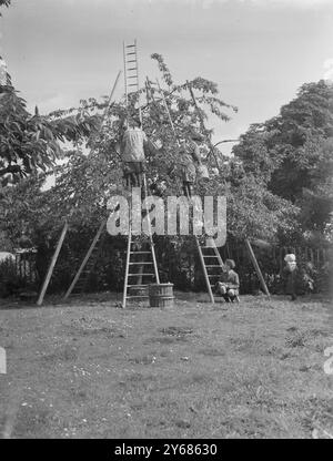 Kirschernte auf einer Farm in der Nähe von Gravesend in Kent Juni 1946 Stockfoto