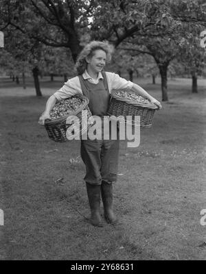 Kirschernte auf einer Farm in der Nähe von Gravesend in Kent Juni 1946 Stockfoto