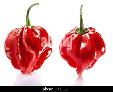 Rote Savina Habanero Pfeffer isoliert auf weißem Hintergrund Stockfoto