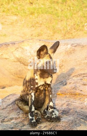 Gefährdeter afrikanischer Wildhund oder Painted Dog (Lycaon pictus) Welpe bei Sonnenaufgang, Kruger-Nationalpark, Südafrika. Zu den Bedrohungen gehören Menschenmorde, Huma Stockfoto