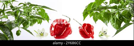 Roter Savina Habanero-Pfeffer auf weißem Hintergrund Stockfoto