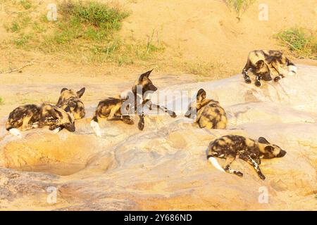 Gefährdeter afrikanischer Wildhund oder Painted Dog ( Lycaon pictus) Jungtiere, die bei Sonnenaufgang auf warmen Felsen liegen und auf Erwachsene warten, die von der Jagd zurückkehren, Kruger Nationa Stockfoto