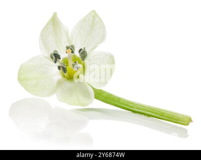 Habanero heiße rote Pfefferblume isoliert auf weißem Hintergrund. Beschneidungspfad Stockfoto