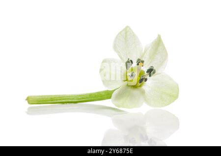 Carolina Reaper Pfefferblume isoliert auf weißem Hintergrund. Beschneidungspfad Stockfoto