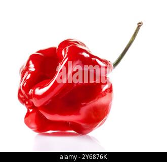 Rote Savina Habanero Pfeffer isoliert auf weißem Hintergrund. Ist eine Sorte Chili-Pfeffer mit einer Wärmeabgabe von 350.000 bis 577.000 Scoville-Einheiten Stockfoto