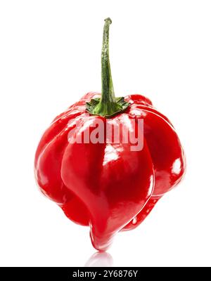 Rote Savina Habanero Pfeffer isoliert auf weißem Hintergrund Stockfoto