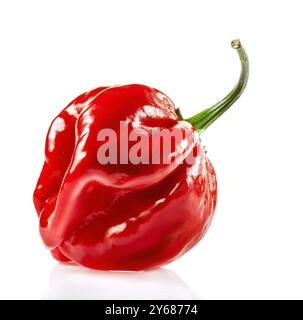 Rote Savina Habanero Pfeffer und Blume isoliert auf weißem Hintergrund Stockfoto