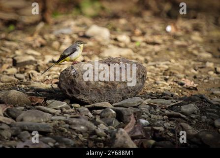 Grauer Bachschwanz, der auf einem Felsen sitzt. Graubachtel (Motacilla cinerea) sind schlanke bodenfressende insektenfressende Vögel im offenen Land. Stockfoto