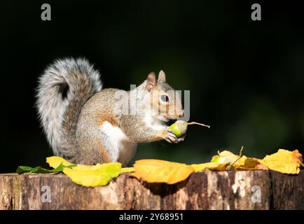Porträt eines grauen Eichhörnchens, das Eichel auf einem Baumstumpf isst, im Herbst, Großbritannien. Stockfoto