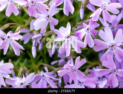Eine Nahaufnahme vieler Moosphlox-Blüten in einem sonnigen Garten. Stockfoto