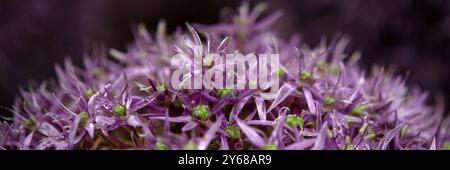Panorama des Blumenkopfes von Allium „Globemaster“ Stockfoto