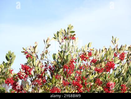 Heteromeles arbutifolia, auch bekannt als Toyon, ist ein häufiger Staudenstrauch, der im äußersten Südwesten von Oregon, Kalifornien und in der Baja California beheimatet ist Stockfoto