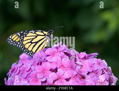 Ein Monarchschmetterling, der auf einer Gruppe rosa Hortensie-Blüten thront. Stockfoto
