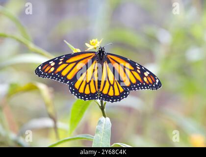 Ein weiblicher Monarchschmetterling auf gelben Milchgras-Blüten mit weit geöffneten Flügeln Stockfoto