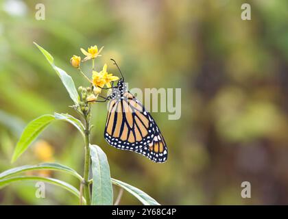 Ein weiblicher Monarchschmetterling auf gelben Milkweed-Blumen, Profilansicht Stockfoto