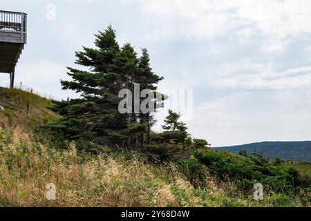 Flaggenbäume am Café am Cape Spear Lighthouse National Historic Site in St. John's, Neufundland & Labrador, Kanada Stockfoto