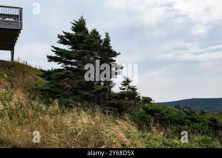 Flaggenbäume am Café am Cape Spear Lighthouse National Historic Site in St. John's, Neufundland & Labrador, Kanada Stockfoto