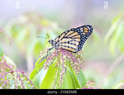 Profilansicht eines Monarchschmetterlings auf der aufblühenden Passionsfeier rosa Frost pieris japonica Blumen, die Augen richteten sich auf den Betrachter. Stockfoto