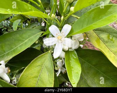 Orange, Citrus sinensis, ist eine exotische Frucht sterben auch getrocknet als Duftgeber verwendet wird. Orange, Citrus sinensis, ist eine exotische Frucht, die Stockfoto