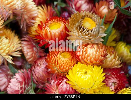 Schließen Sie das farbenfrohe Bouquet von Xerochrysum bracteatum, allgemein bekannt als die goldenen ewigen oder strohblumen. Stockfoto