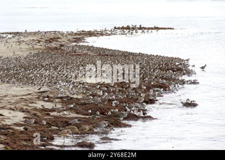 Viele Ufervögel sammelten sich in Gruppen, die in die Wellen und aus den Wellen liefen, um nach Nahrung zu suchen. Stockfoto