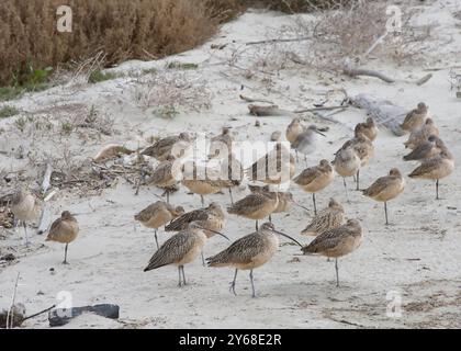 Viele langschnullige Curlew gruppierten sich in Gruppen an einem Sandstrand Stockfoto