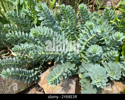 Walzen-Wolfsmilch, Euphorbia myrsinites ist eine schoene Pflanze mit gruenen Blueten. Roller Spurge ist eine schöne Pflanze mit grünen Blumen. Walzen-Wo Stockfoto