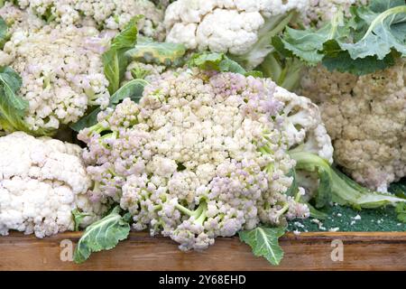 Nahaufnahme der Köpfe des weißen Blumenkohls, die auf dem Farmer's Market verkauft werden. Stockfoto