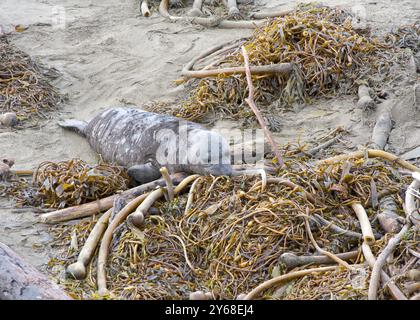 Nahaufnahme eines entwöhnten Elefantenrobbenjungen, der getrockneten Seetang erforscht, der an Land gespült wurde. Entwöhnte Welpen verbringen ein paar Monate in der Kolonie und entwickeln Schwimmen Stockfoto