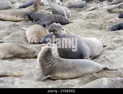 Viele Elefantenrobben zogen an einem Strand in Nordkalifornien. Männlicher Bulle, der versucht, sich mit Weibchen zu paaren. Stockfoto