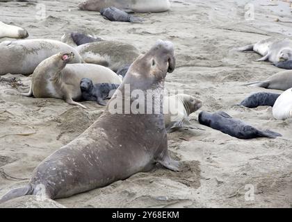 Viele Elefantenrobben zogen an einem Strand in Nordkalifornien. Männliche Bullen, die Dominanz gegenüber anderen Männern behaupten. Stockfoto