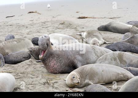 Viele Elefantenrobben zogen an einem Strand in Nordkalifornien. Männliche Bullen, die Dominanz gegenüber anderen Männern behaupten. Stockfoto