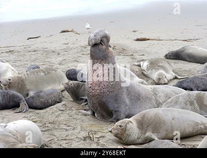 Viele Elefantenrobben zogen an einem Strand in Nordkalifornien. Männliche Bullen, die Dominanz gegenüber anderen Männern behaupten. Stockfoto