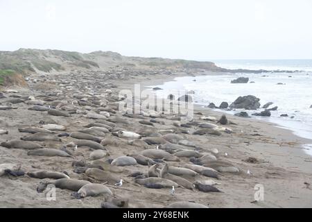 Viele Elefantenrobben zogen an einem Strand in Nordkalifornien. Rookery mit Wellen am Strand, Männchen versuchen sich mit Weibchen zu brüten. Stockfoto