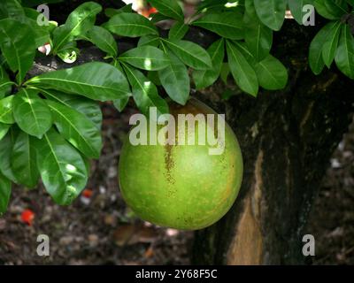 Calabash-Frucht hängt im Baum der Crescentia cujete. Tropischer Baum aus Amerika. Die Früchte werden weltweit für verschiedene Purpous verwendet Stockfoto